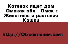 Котенок ищет дом - Омская обл., Омск г. Животные и растения » Кошки   